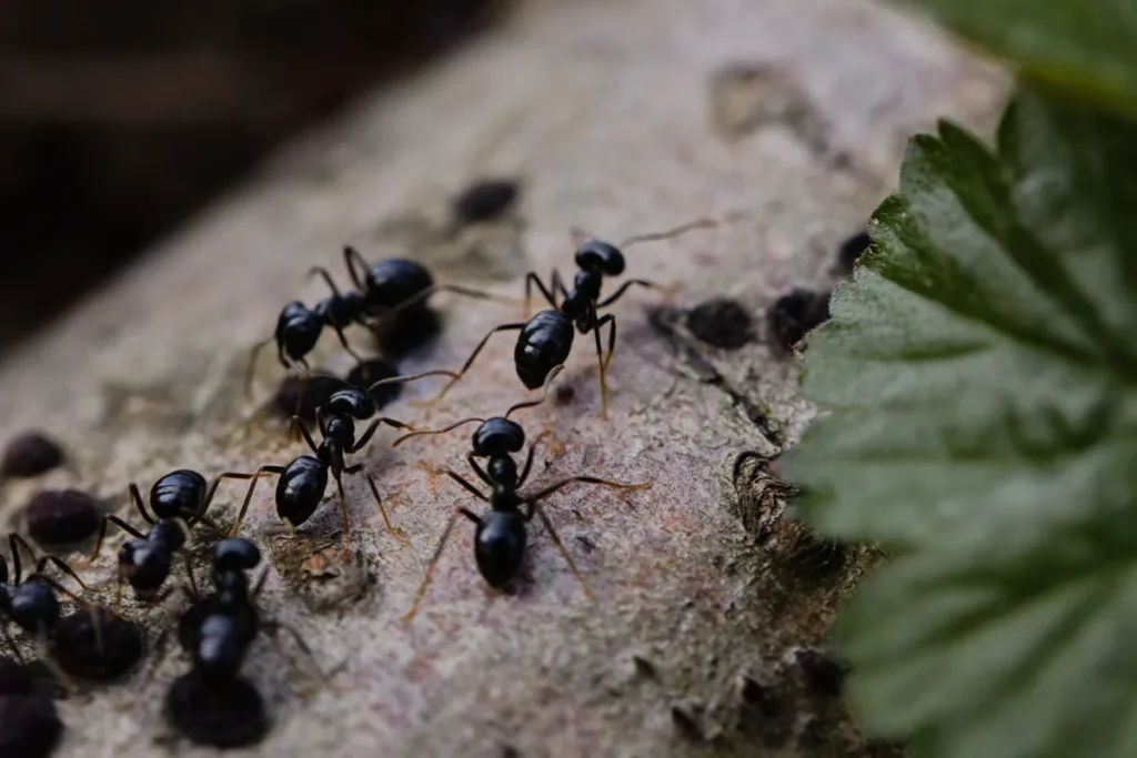 black ants