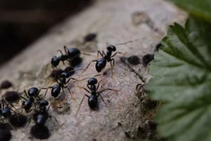 black ants