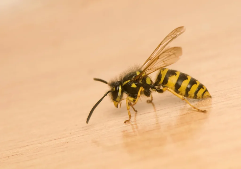 wasp