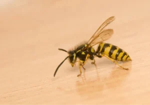 wasp