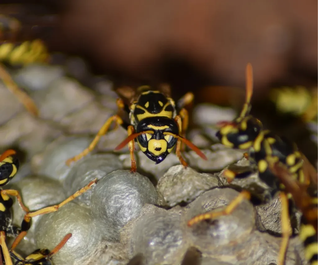 wasps on the nest