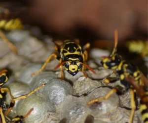 wasps on the nest