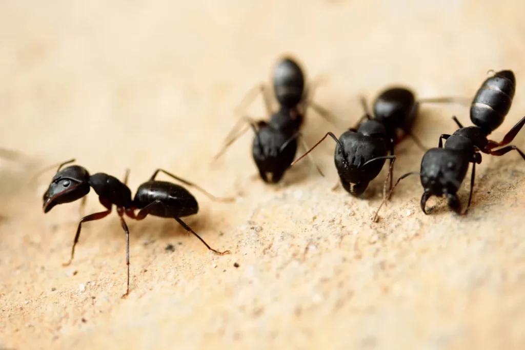 carpenter ants