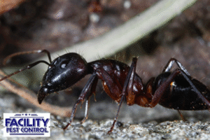 ants