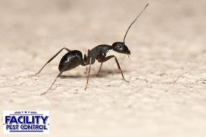ants