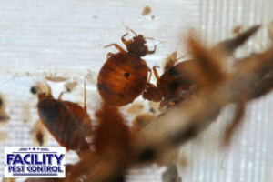 bed bugs
