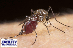 mosquito