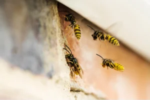 wasp building nest
