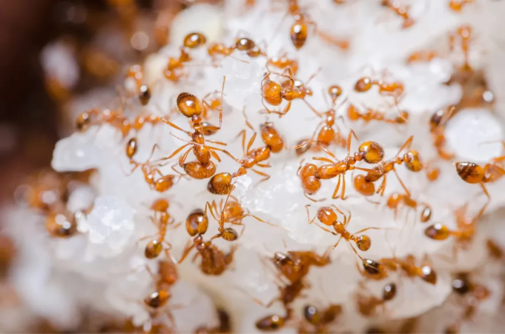 Depositphotos 32934751 XL fire ants