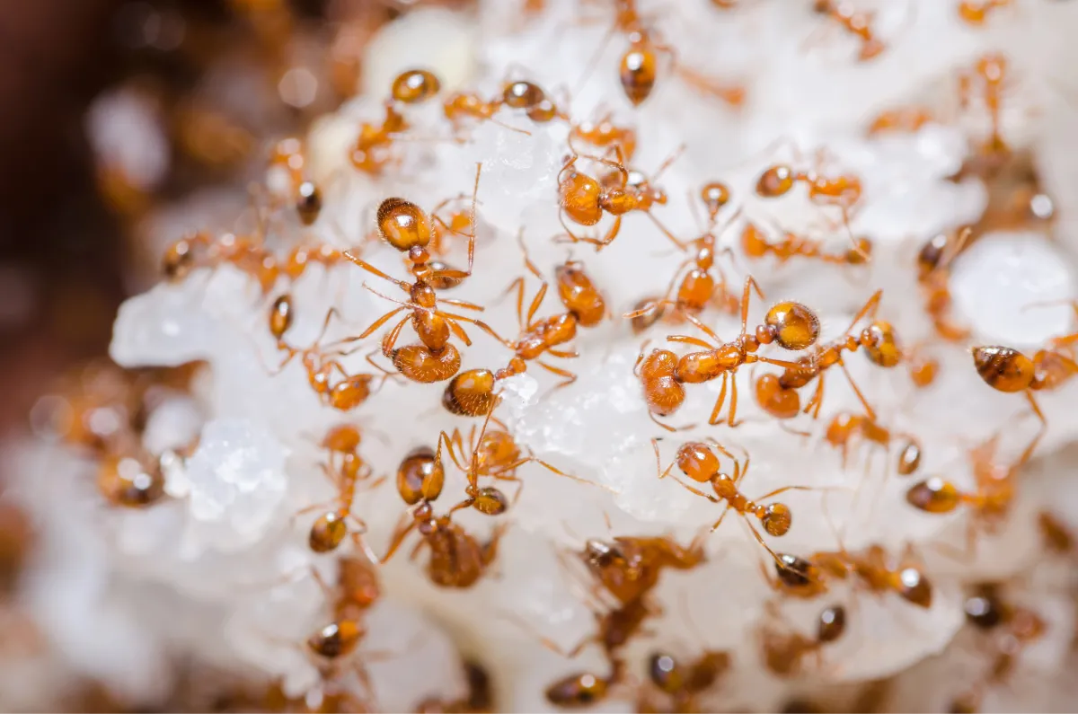 fire ants