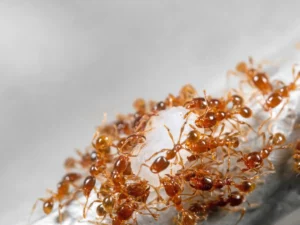 fire ants