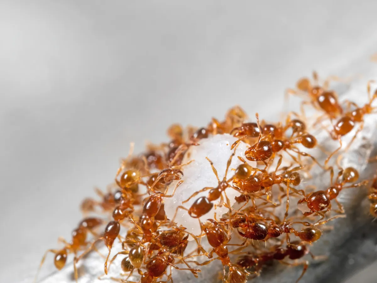 Depositphotos 332343166 XL fire ants
