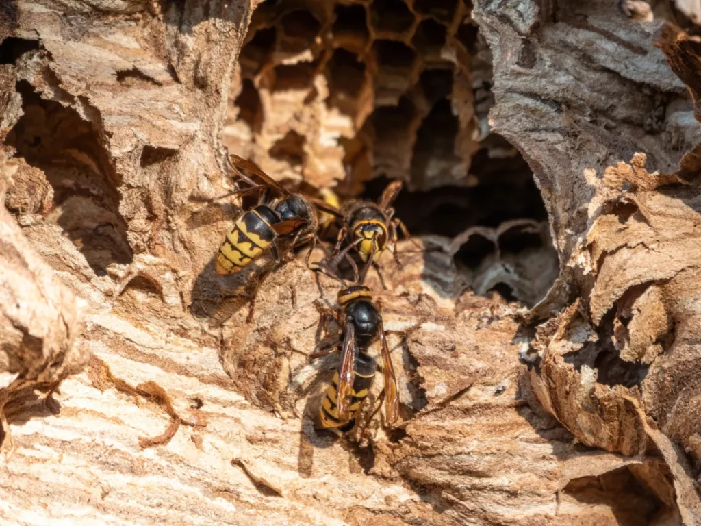 wasp infestation