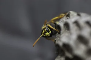 wasp