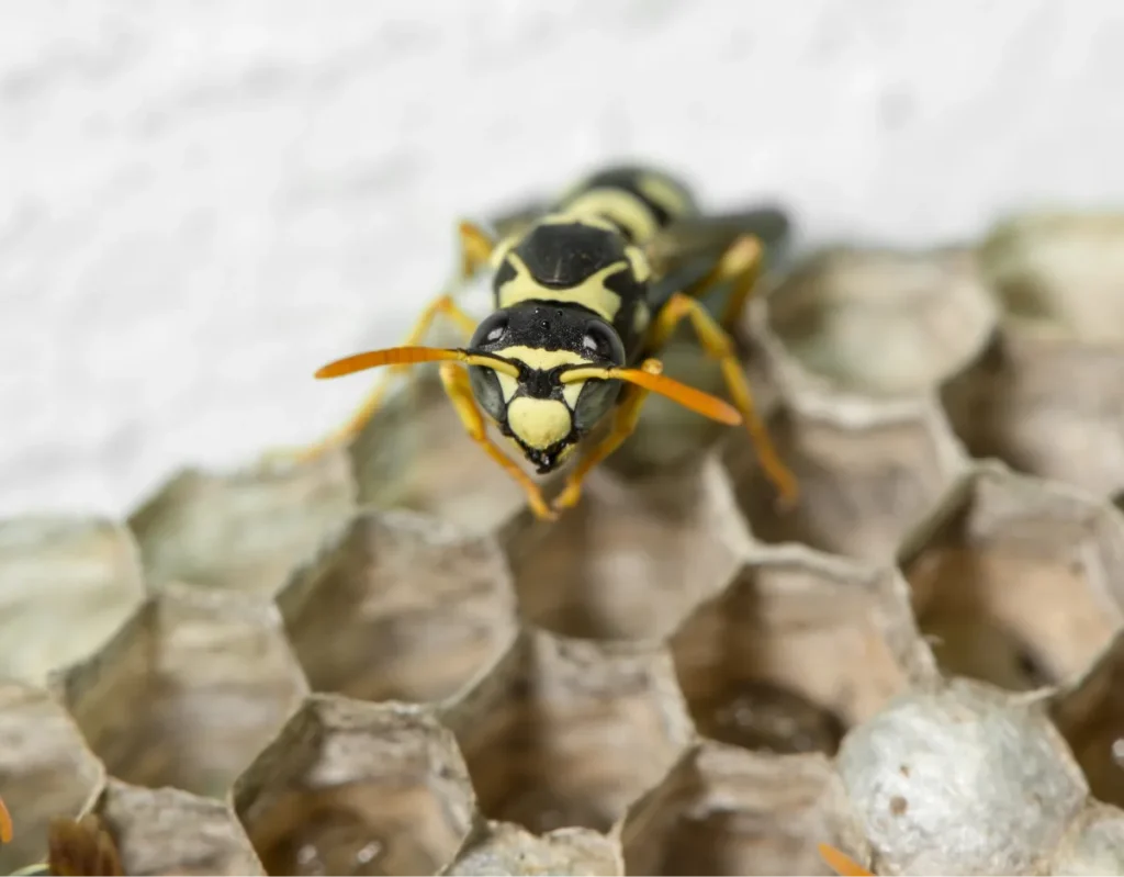 wasp on the nest