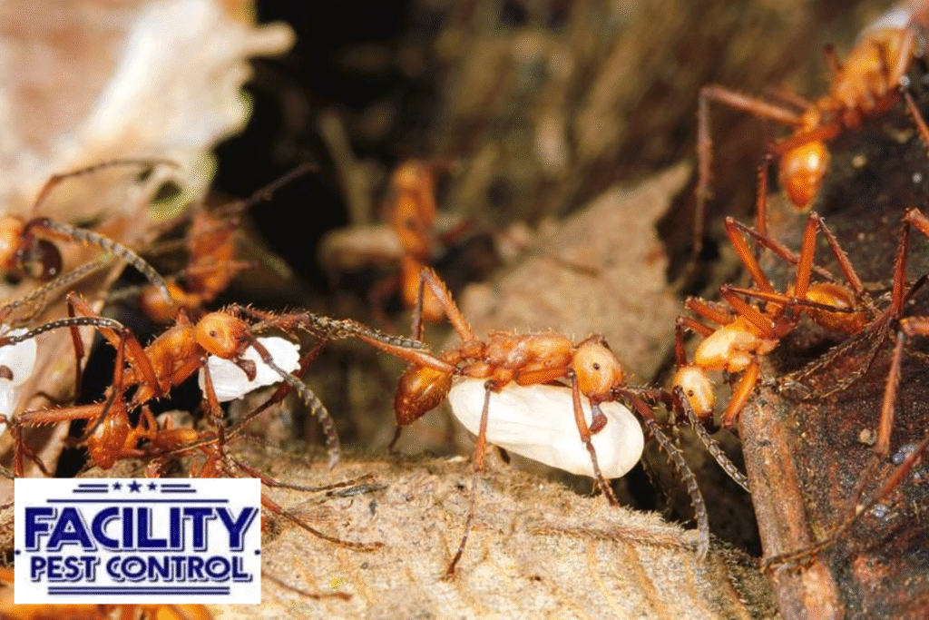 ants