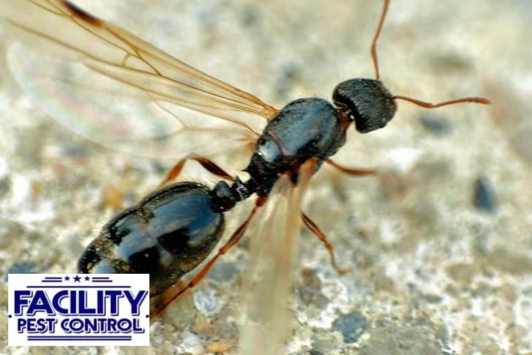 ants