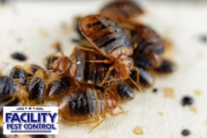 bed bug