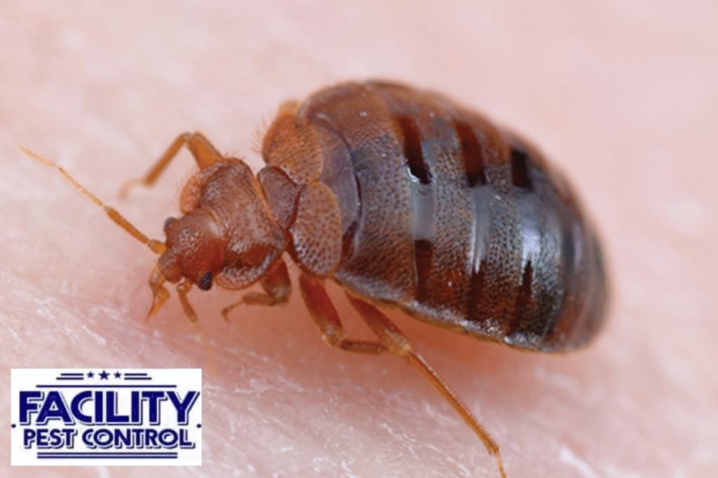 bed bugs
