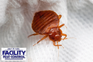 bed bugs