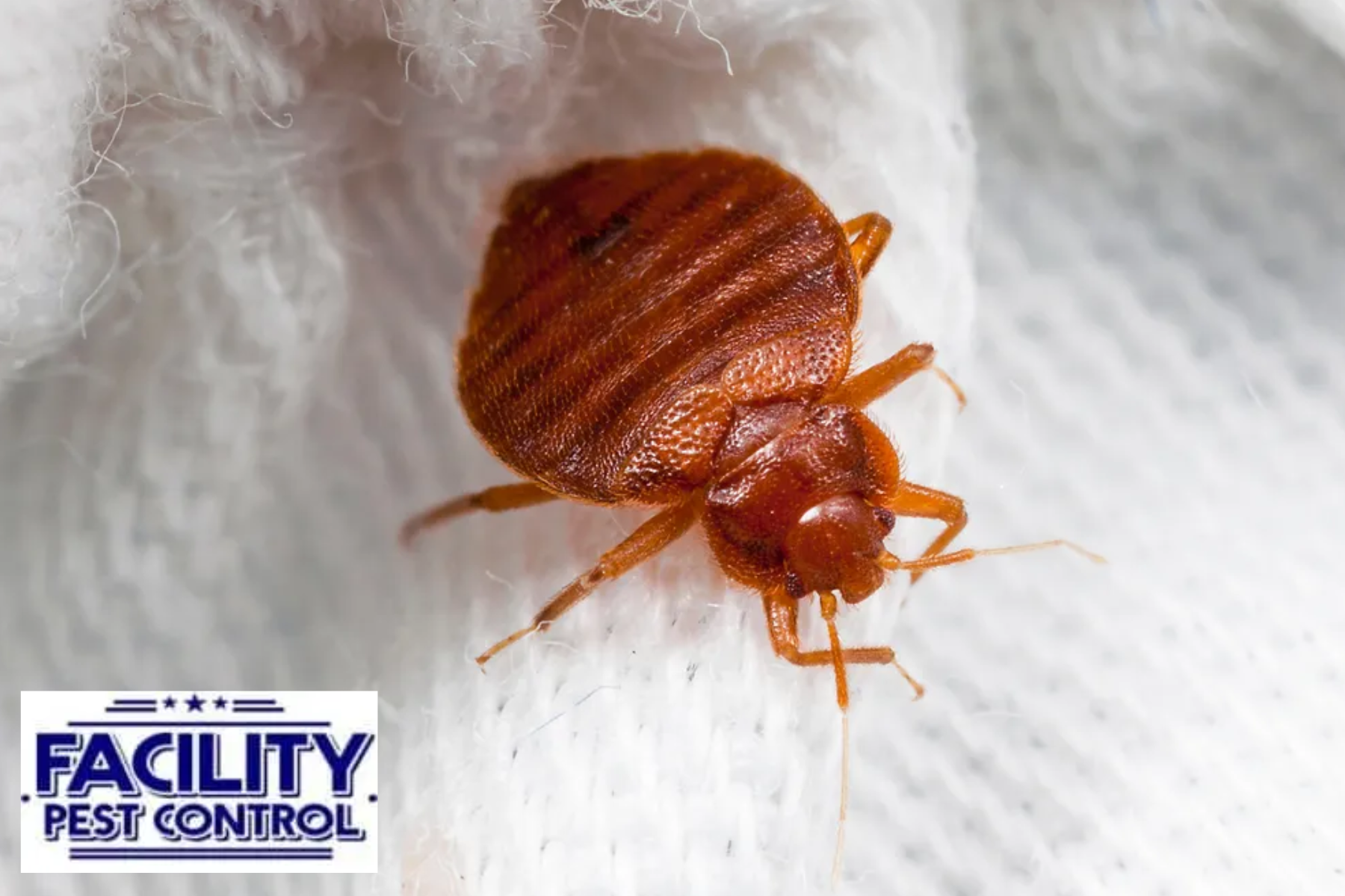 bed bugs