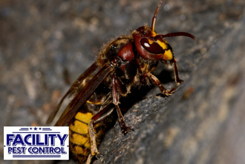 wasp
