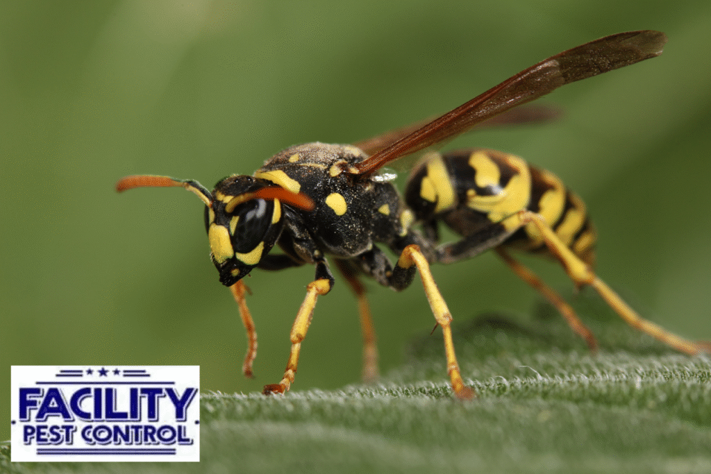 wasp 32 wasp