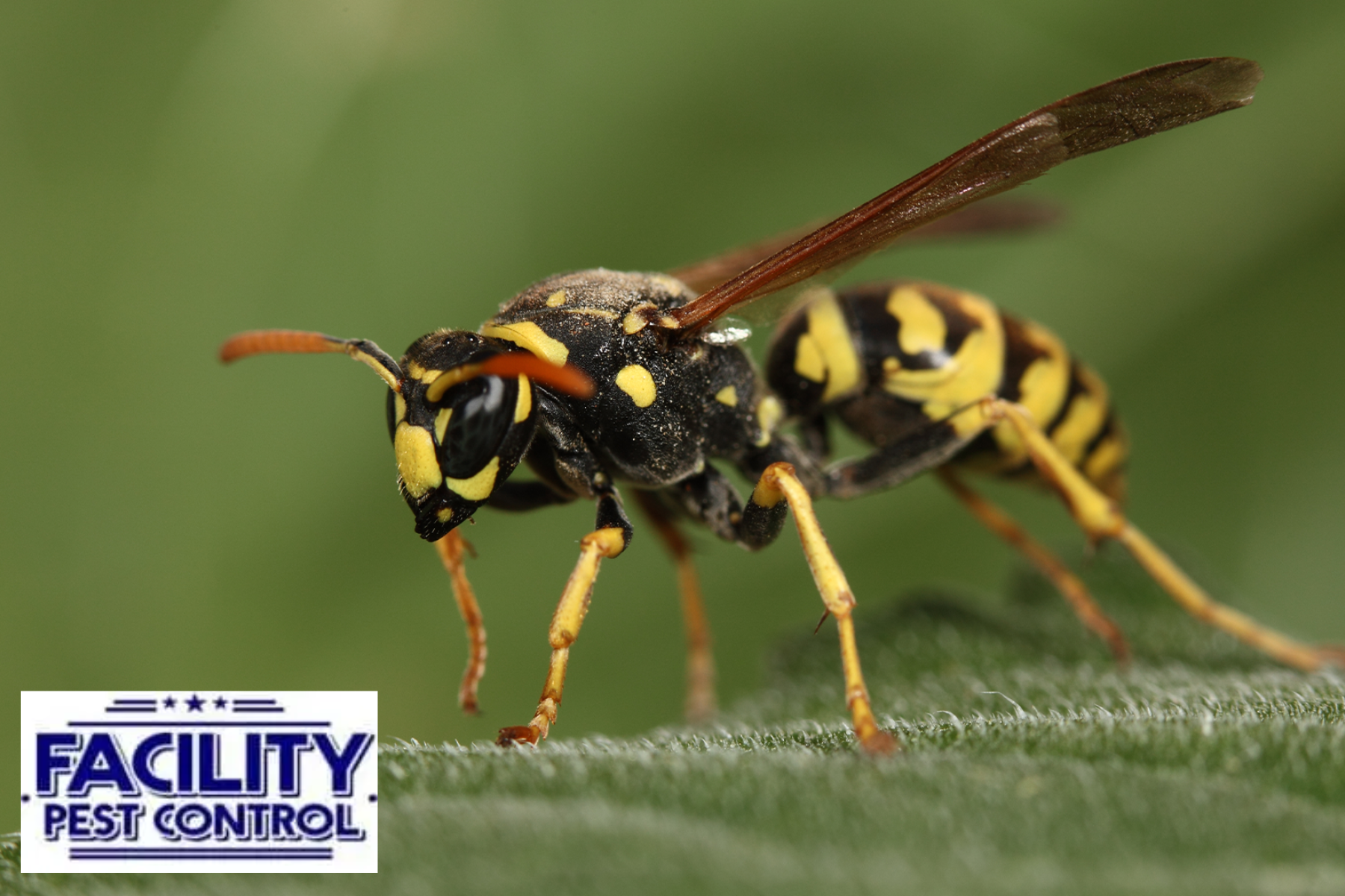 wasp