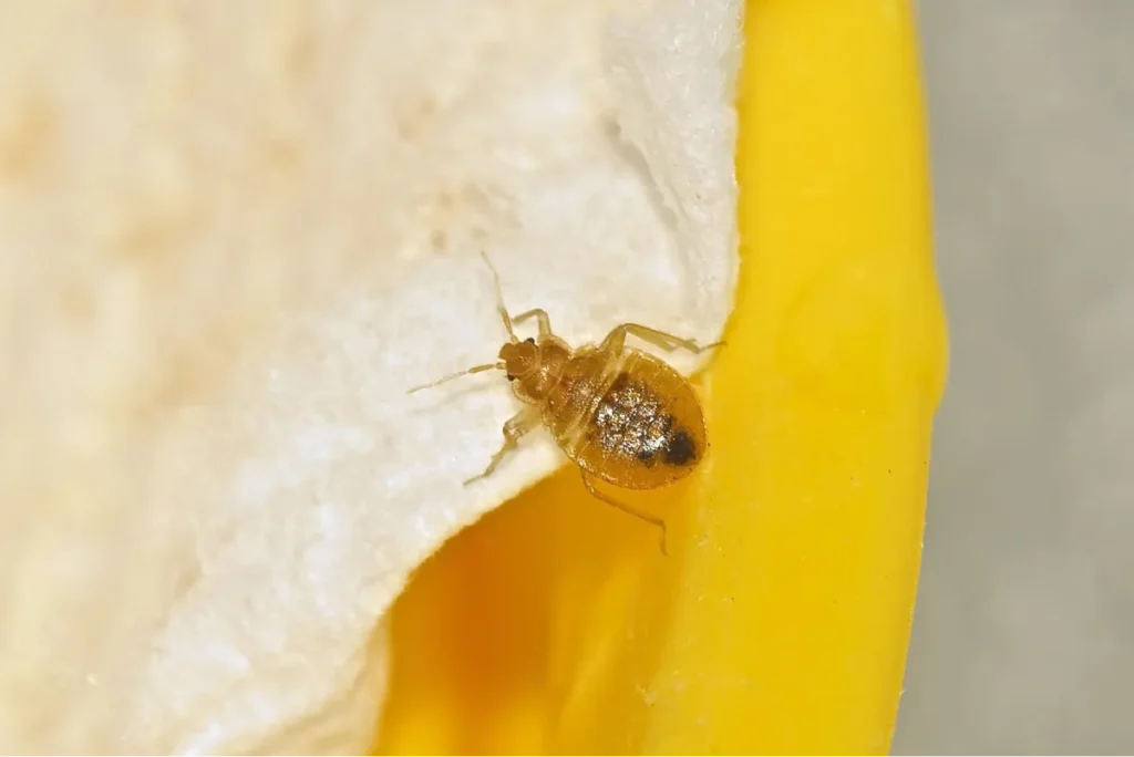 bed bug