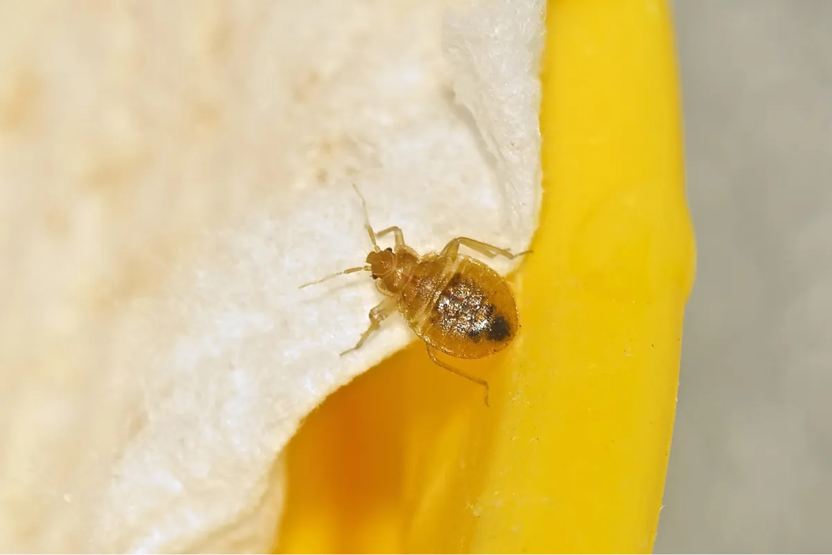 bed bug