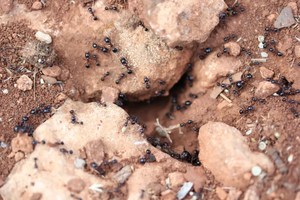 ants