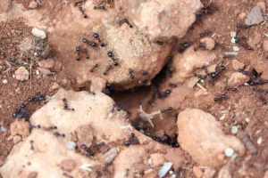 ants