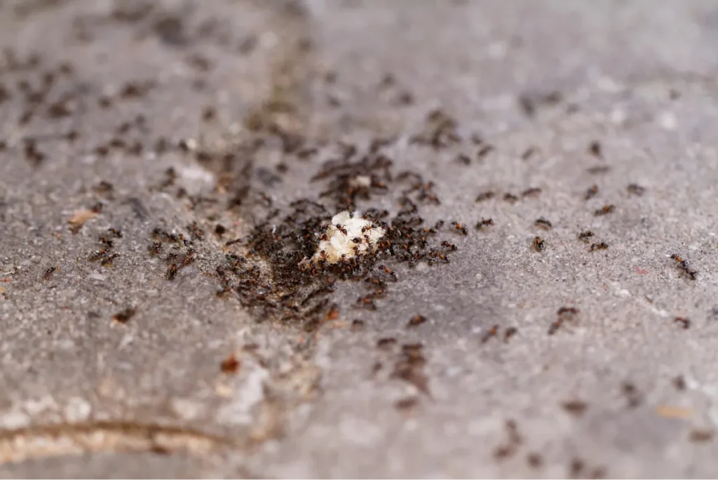 ants on the bread