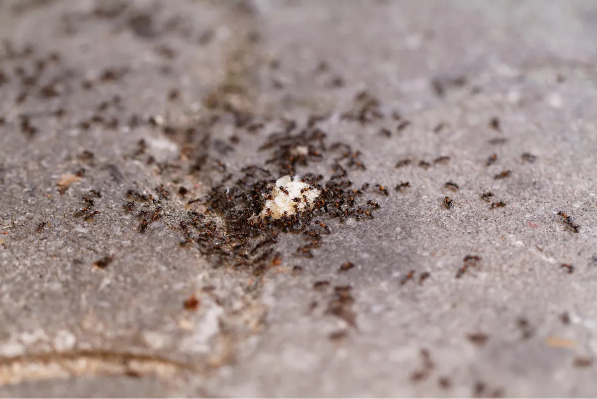 ants on the bread