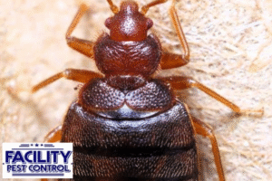 bed bug control