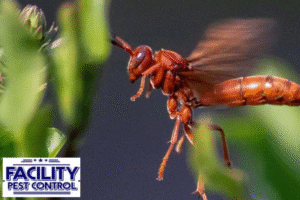wasp control