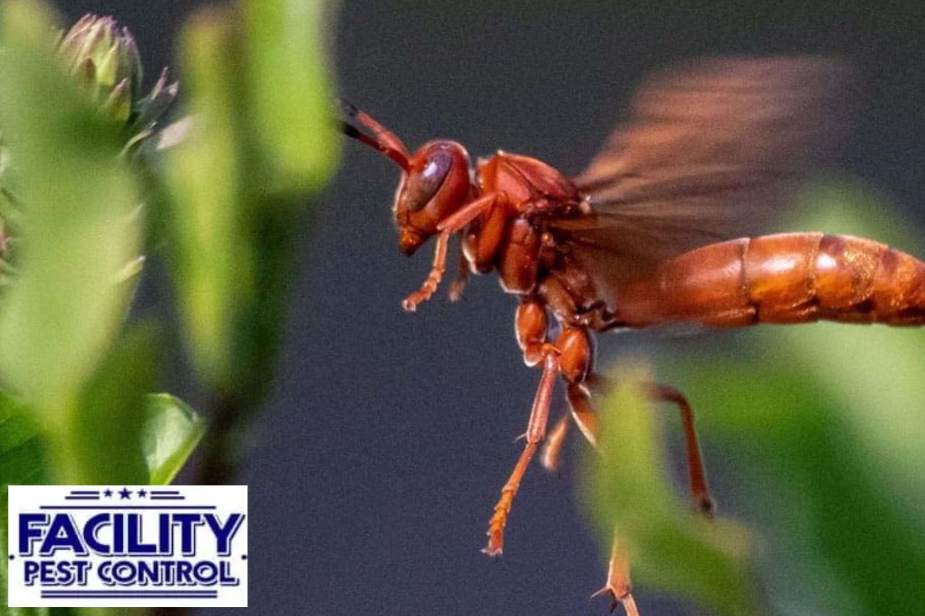 wasp control