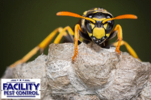 wasp control