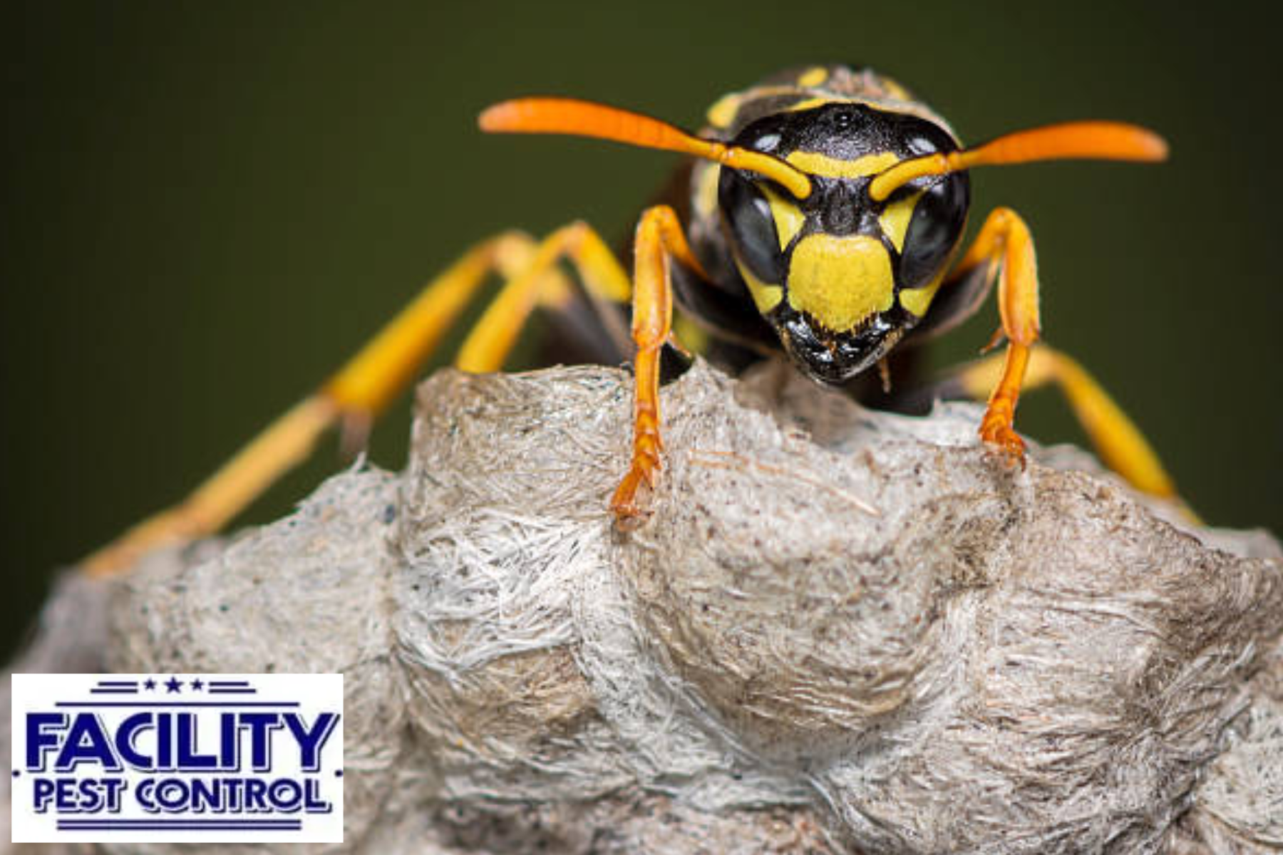 wasp control