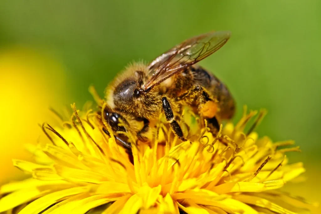 bee on the flower