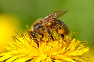 bee on the flower
