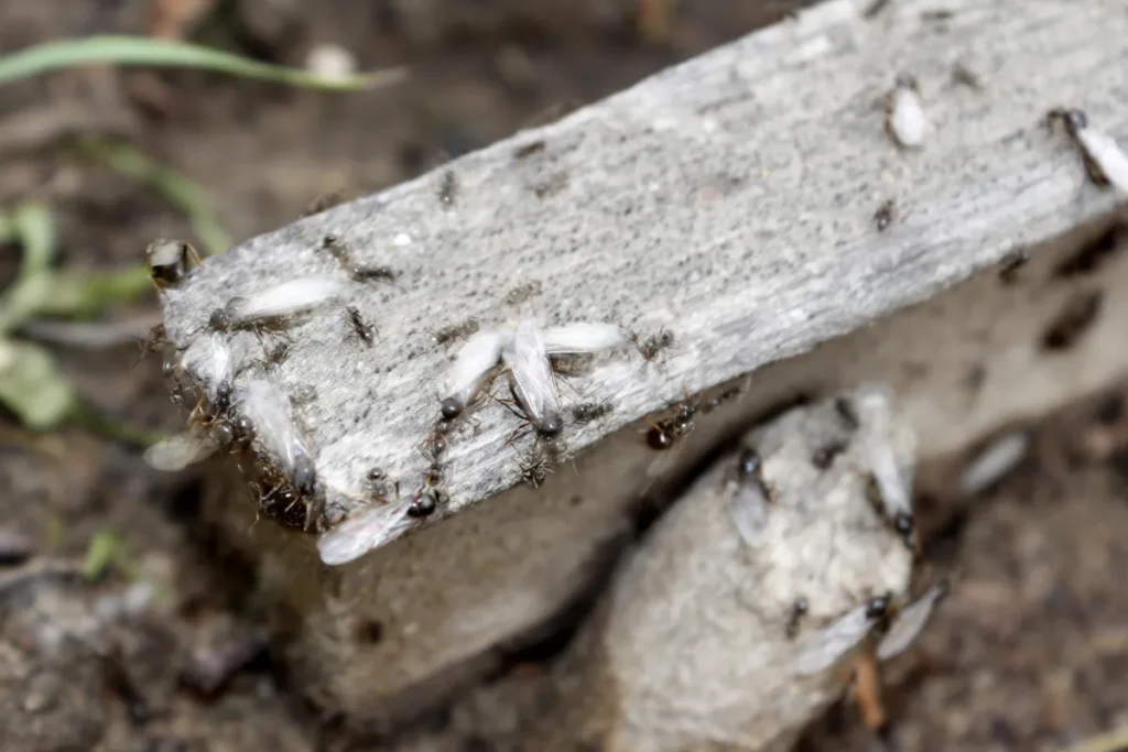 ant with wings