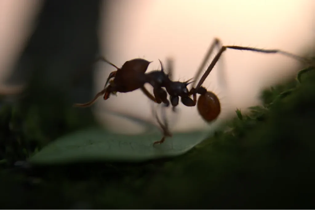 ant