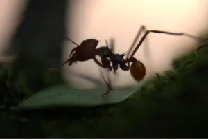 ant