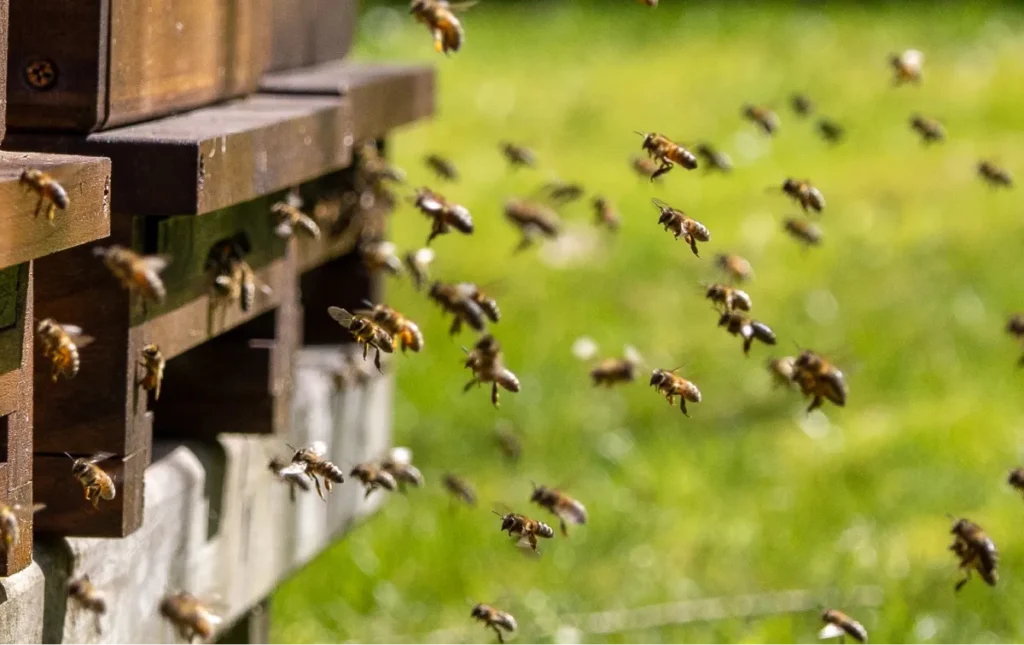 bee in the hive