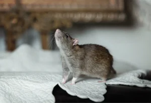 rat