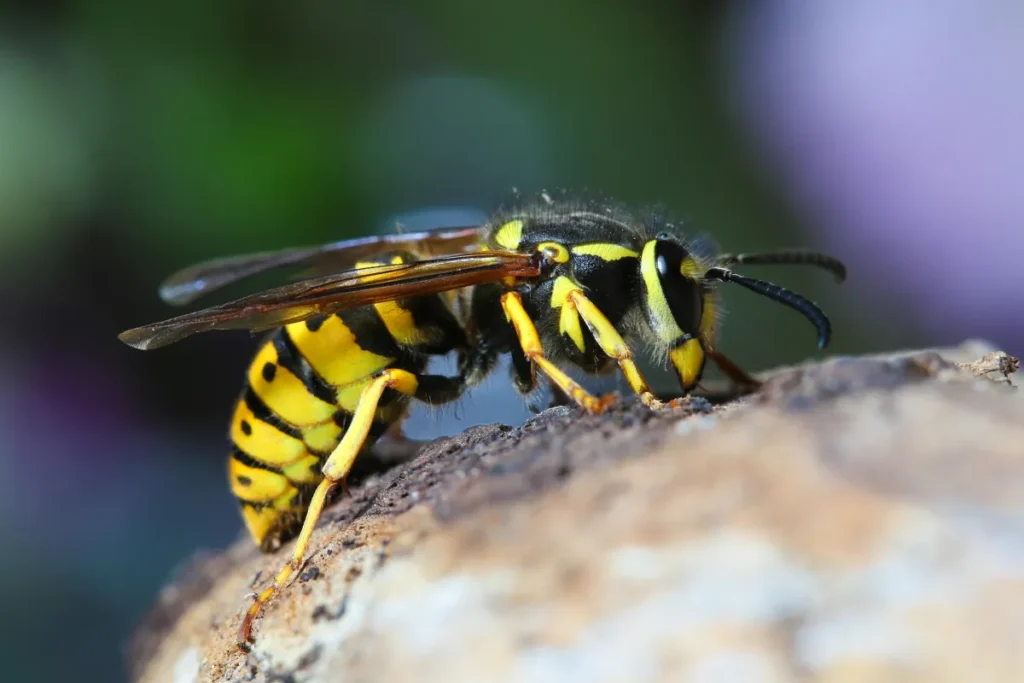 wasp