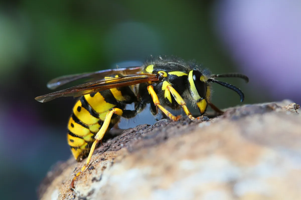 wasp