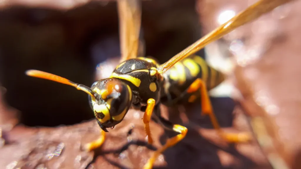 wasp