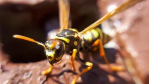 wasp